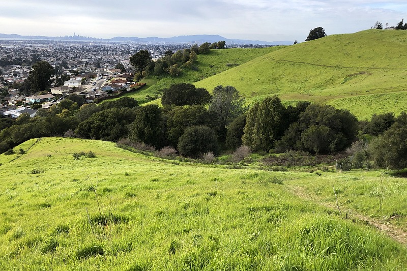 Photo of King Estates Open Space and rolling green hills from Oakland Geology website